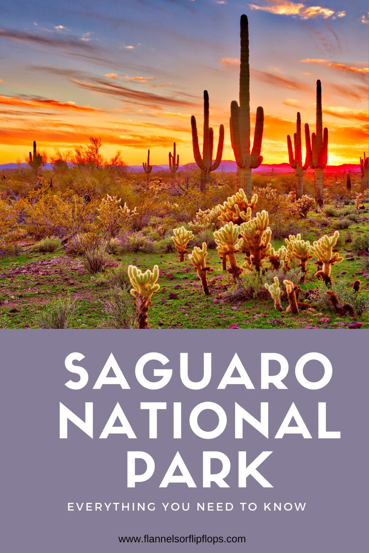 saguaro national park with the sun setting behind it and cactus plants in the foreground