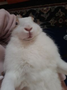 a white cat sitting on top of someone's lap with its paw up to the camera