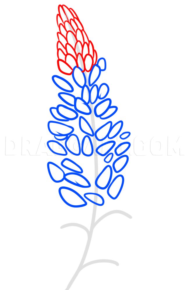 a red and blue flower on a white background