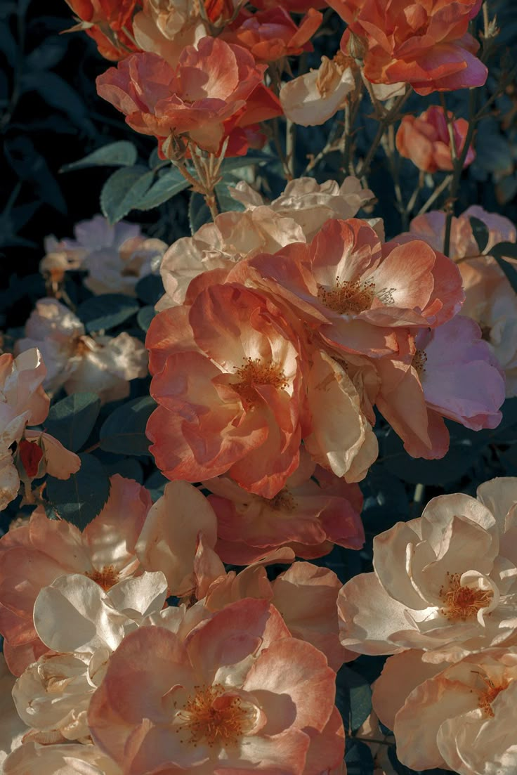 some very pretty pink and orange flowers in the sun with green leaves on it's stems