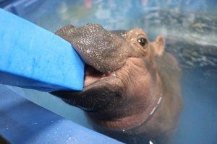 a close up of a hippopotamus in an enclosure