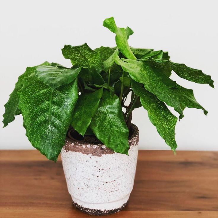 a potted plant sitting on top of a wooden table