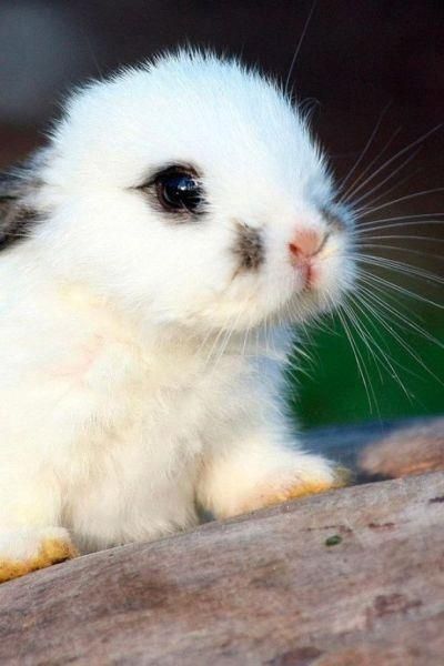 a small white rabbit sitting on top of a wooden table