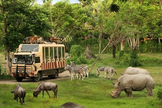 there are many animals that can be seen in the wild, including zebras and rhinos