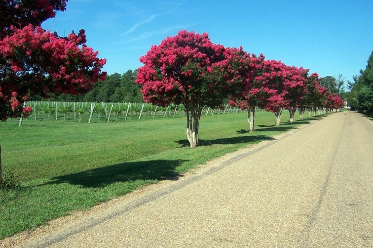 trees lined up along the side of a dirt road in front of a green field