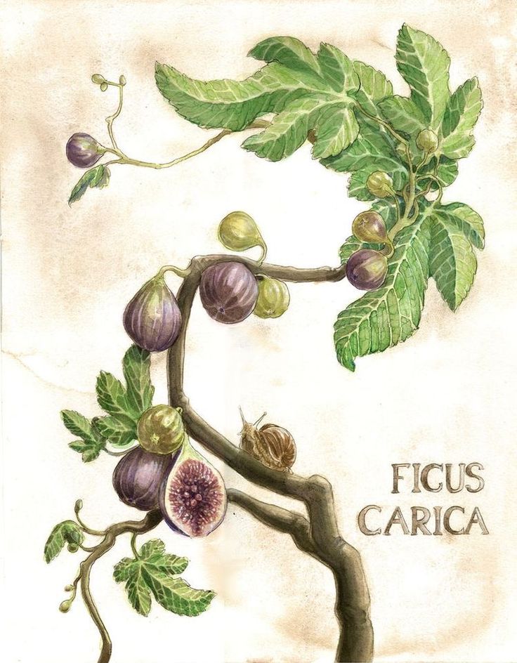 an illustration of figs on a branch with leaves