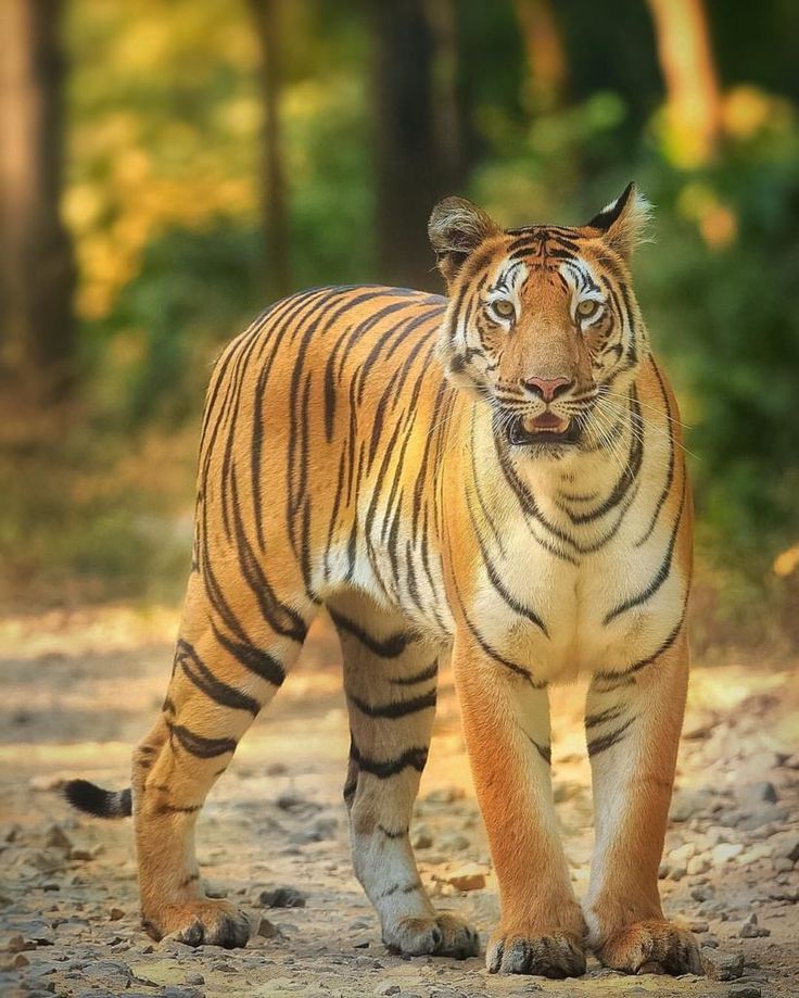 a tiger walking across a dirt road in the woods