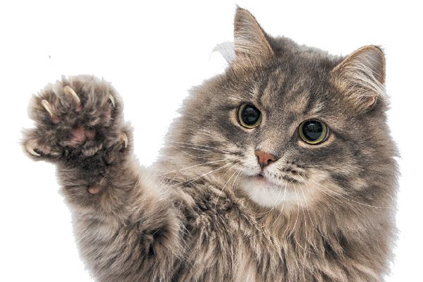 a gray cat with its paw raised up in the air