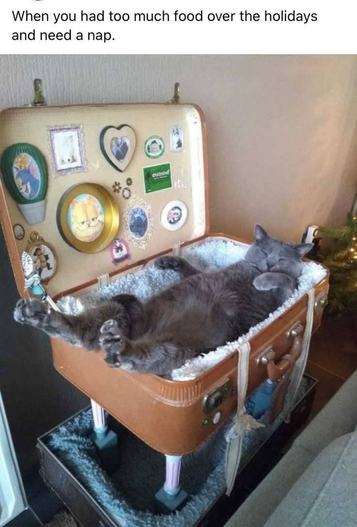 a cat is laying in an old suitcase