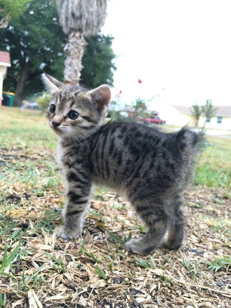 a small kitten standing on top of grass next to a palm tree in a yard