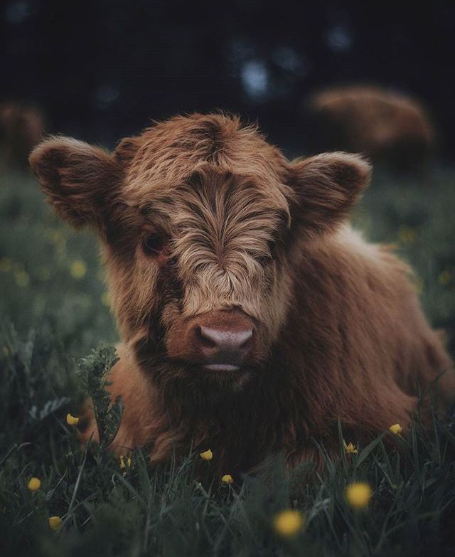 a brown cow laying on top of a lush green field next to dandelions