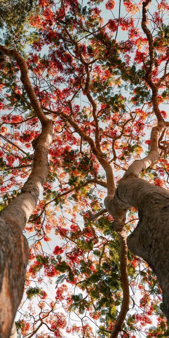 looking up at the tops of two trees with red and green leaves on their branches