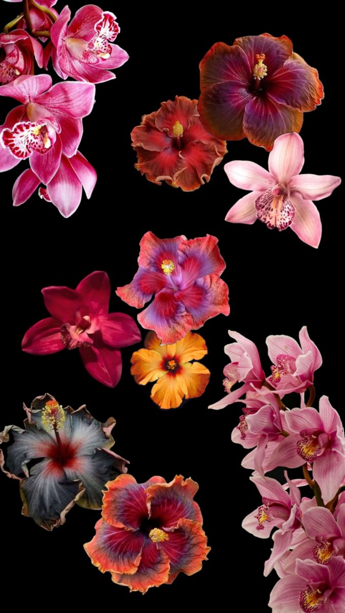 several different types of flowers are shown in this image, including pink and red orchids