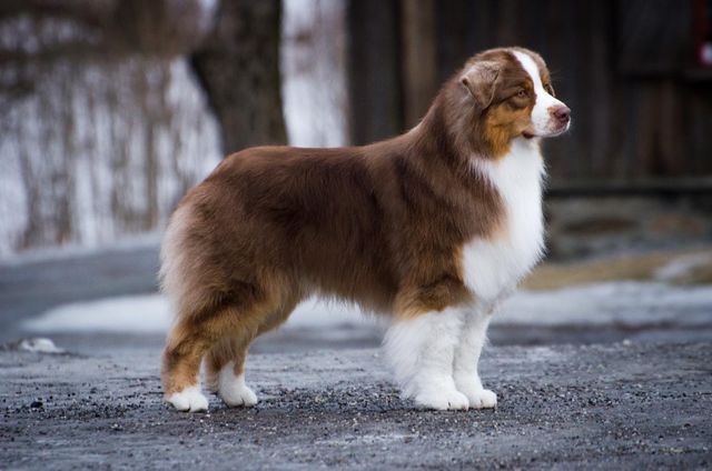 a brown and white dog standing on top of a road