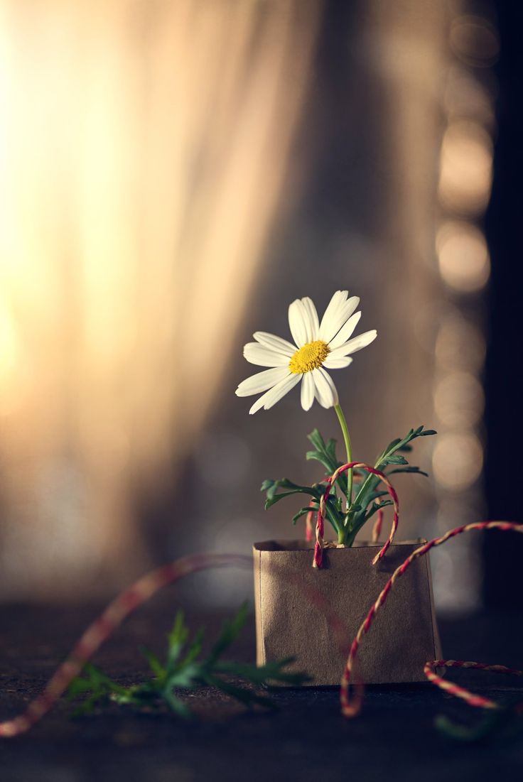 a small white flower sitting in a pot