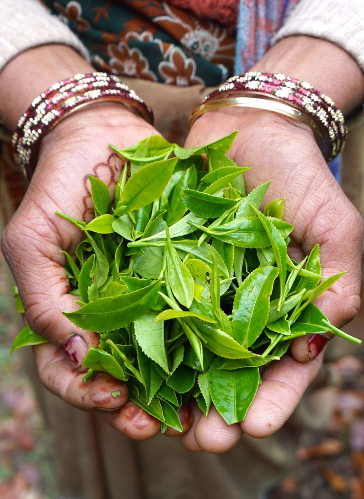 a person holding some green leaves in their hands