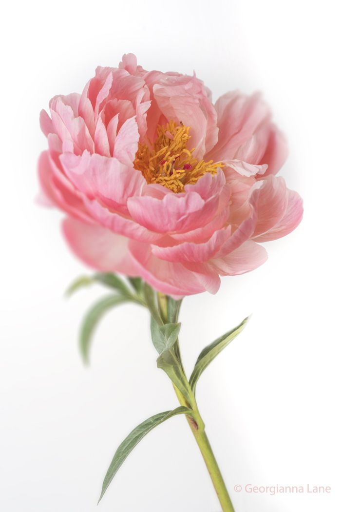 a single pink flower on a white background