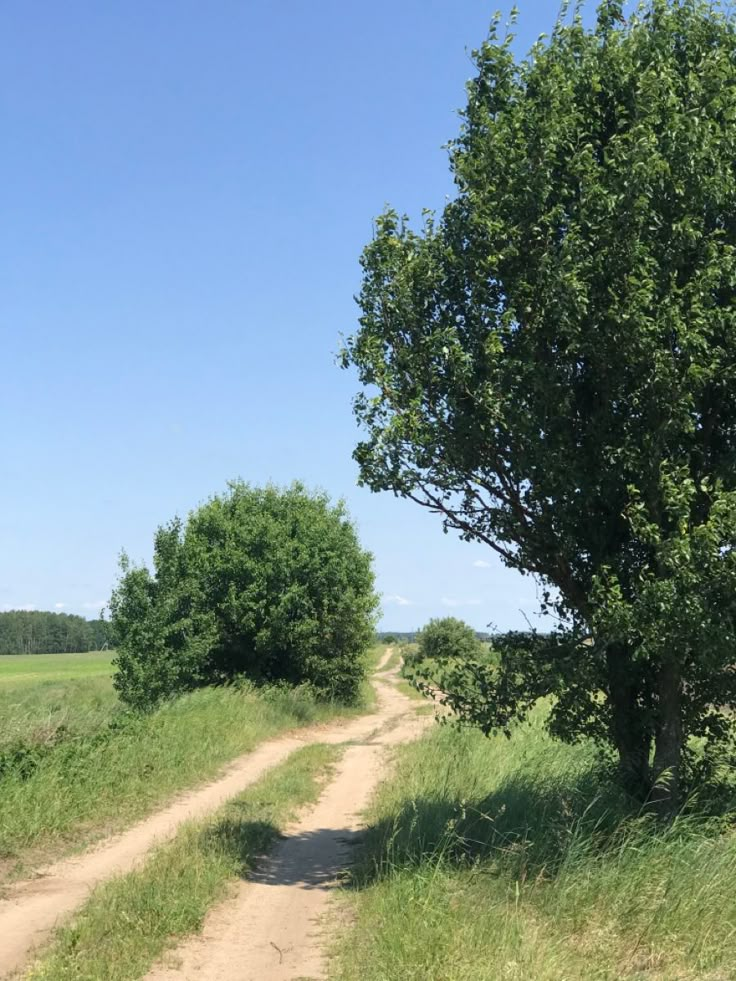 an elephant walking down a dirt road next to a tree