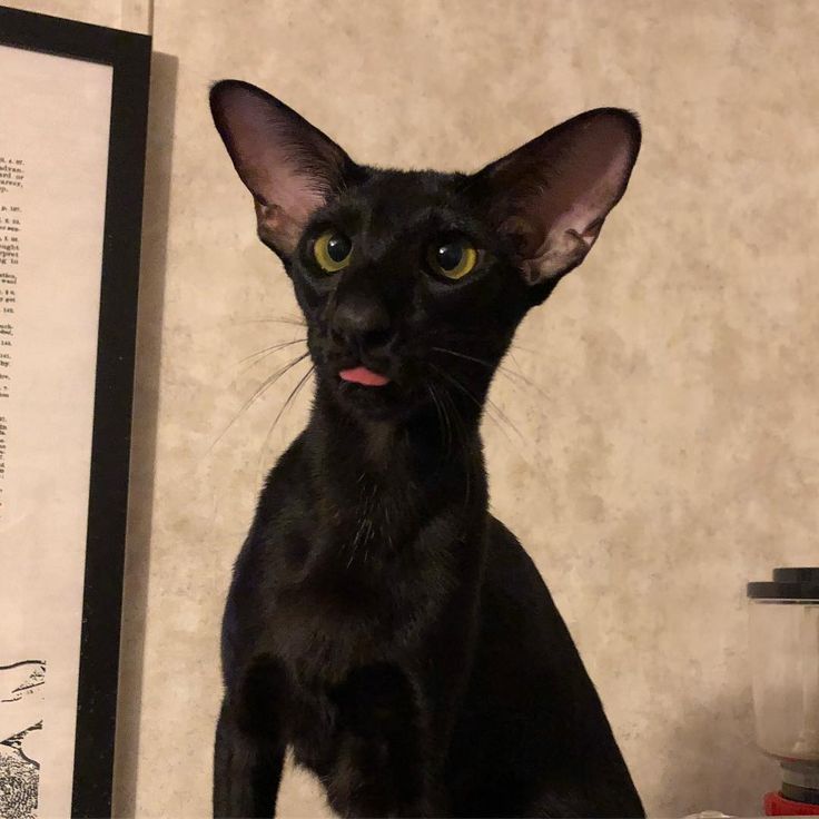 a black cat sitting on top of a table next to a framed photo and an old book