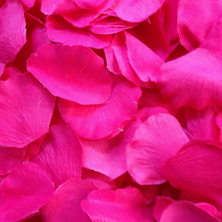 pink petals are scattered on top of each other