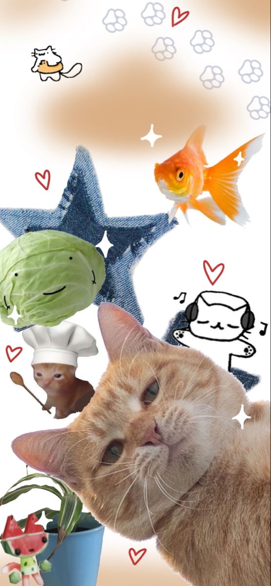 an orange cat is looking up at the camera with other cats and fish on it