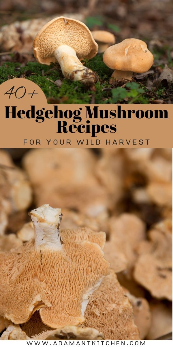 mushrooms growing on the ground with text overlay reading 40 hedgehog mushroom recipes for your wild harvest