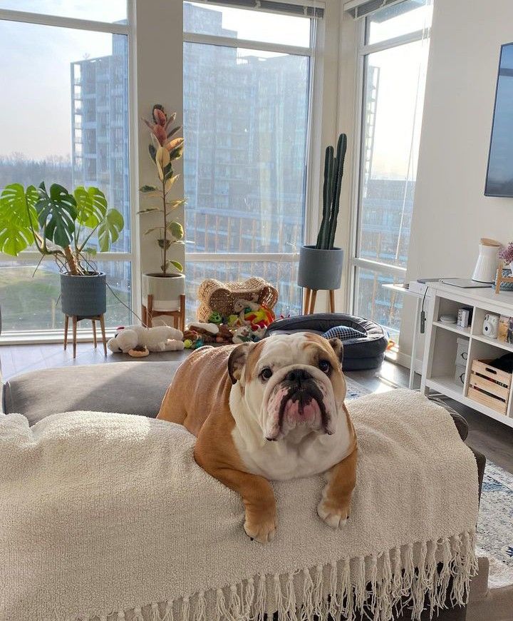 a bulldog laying on top of a couch in a living room next to large windows