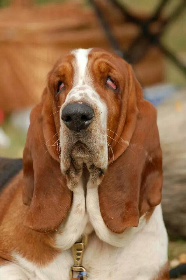 a brown and white dog laying on the ground