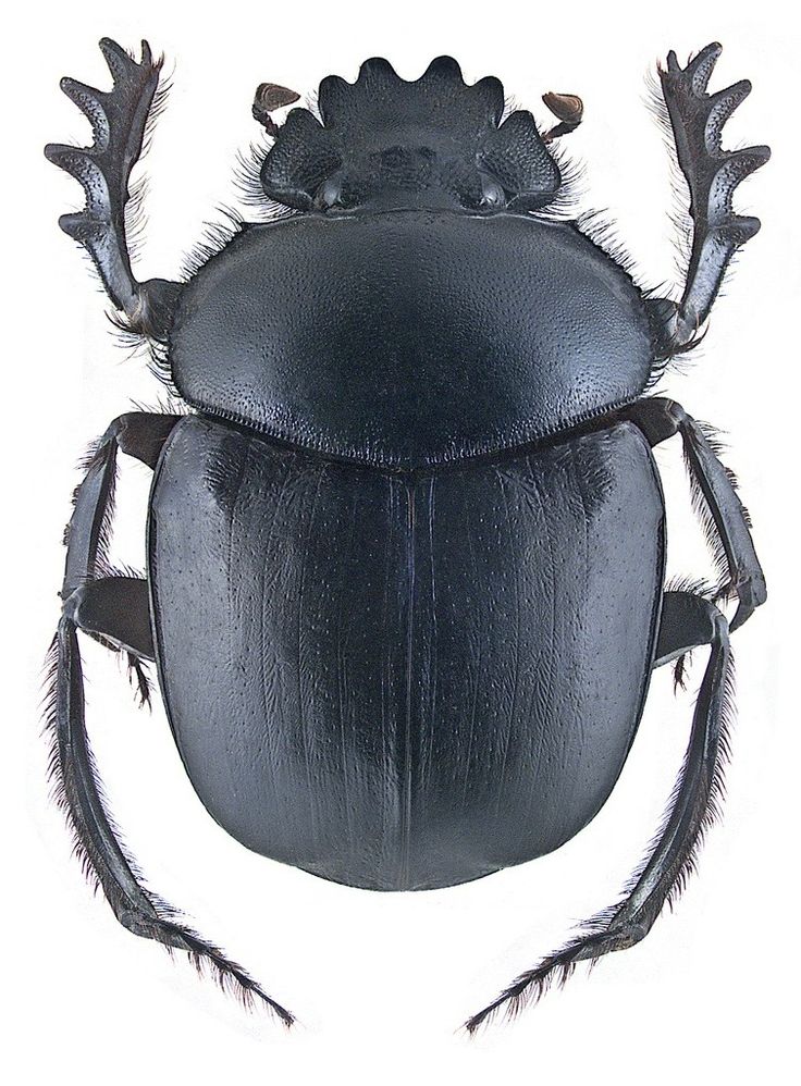 a close up of a beetle on a white background