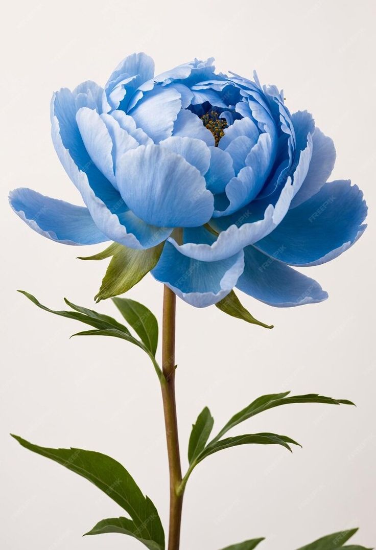 a blue flower with green leaves on a white background