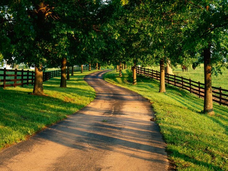 a dirt road surrounded by lush green trees and fenced in area with grass on both sides