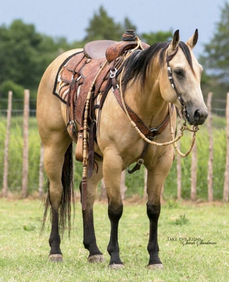 a brown horse standing on top of a lush green field