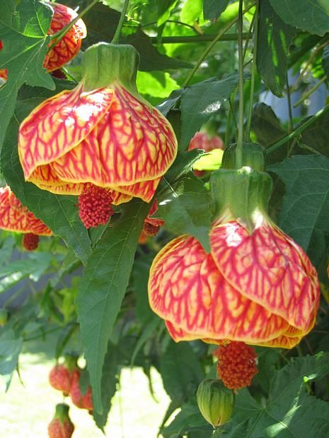 some red and yellow flowers hanging from a tree