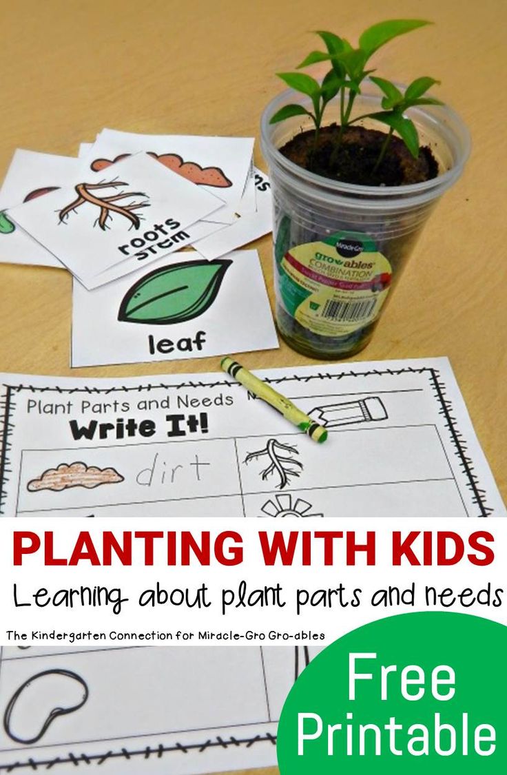 plant life activities for kids to learn about plants