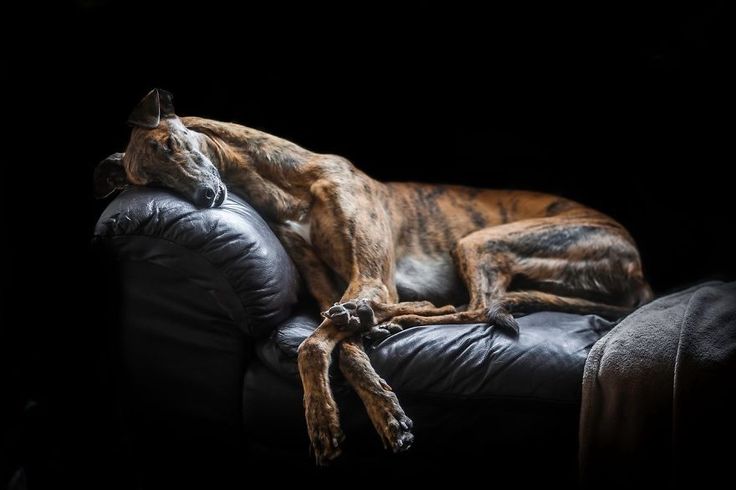 a dog laying on top of a black couch