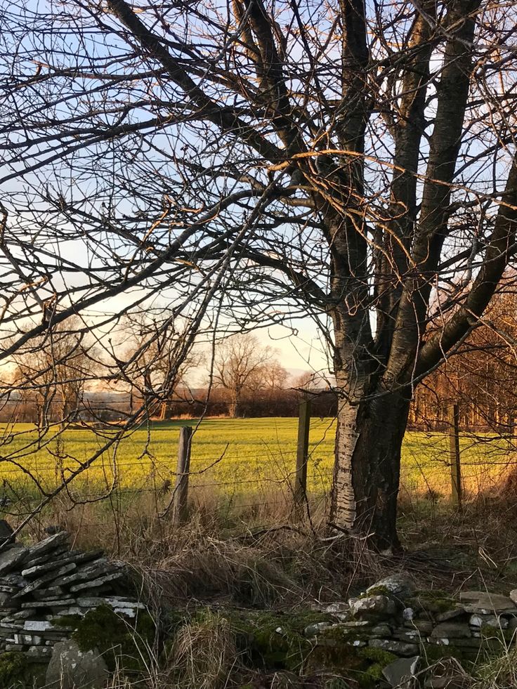 a field with trees, rocks and a fence in the foreground on a sunny day