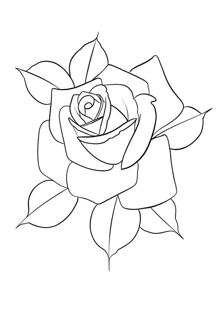 a drawing of a rose on a white background