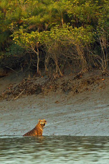 a tiger is swimming in the water near some trees and bushes on the shore line