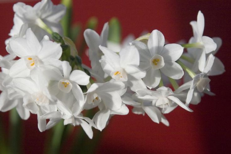 some white flowers are in a vase on a table and red wall is behind them