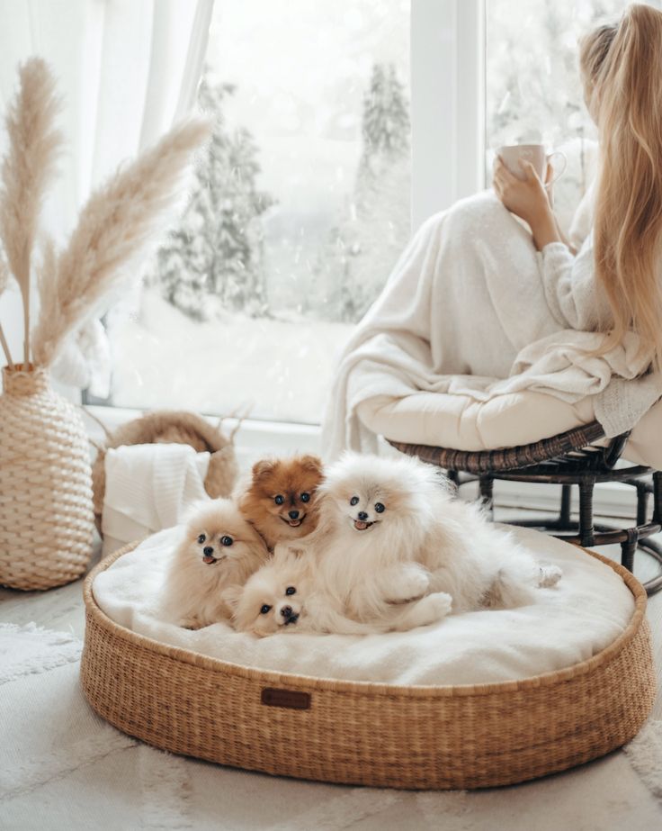 two small dogs are sitting on a dog bed in front of a window and a woman is looking out the window