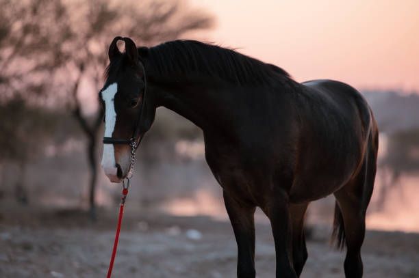 a horse standing on top of a dirt field next to a tree and water at sunset