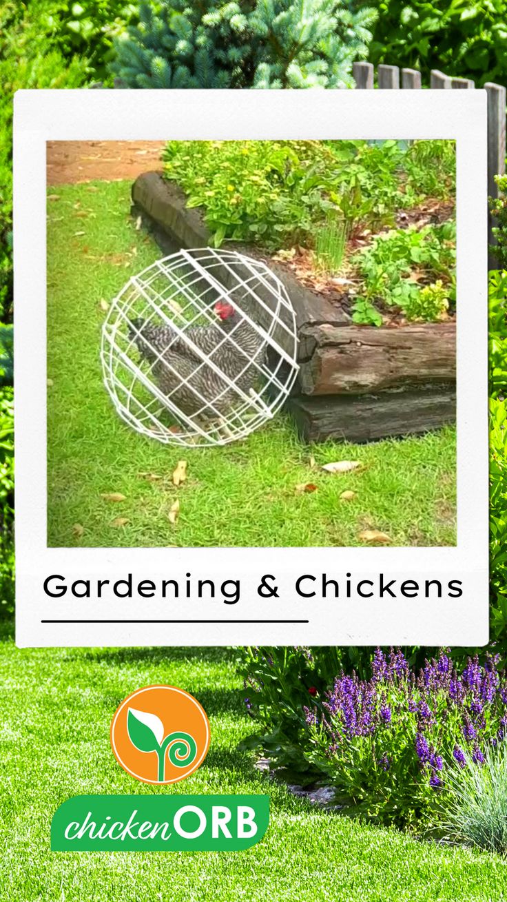 a garden and chickens sign sitting in the grass next to some bushes with purple flowers