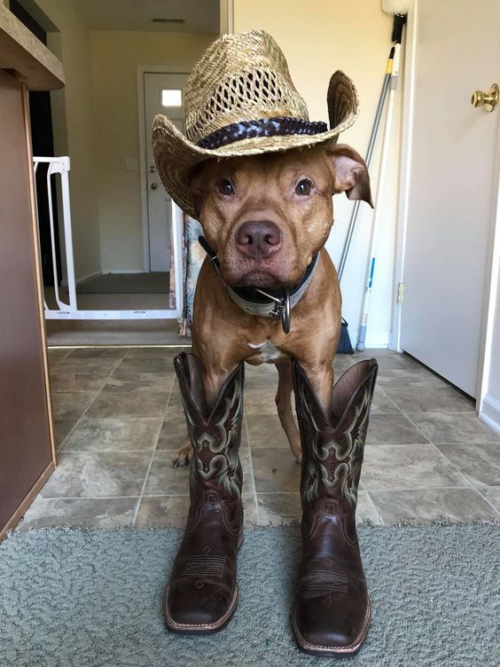 a dog wearing cowboy boots and a hat