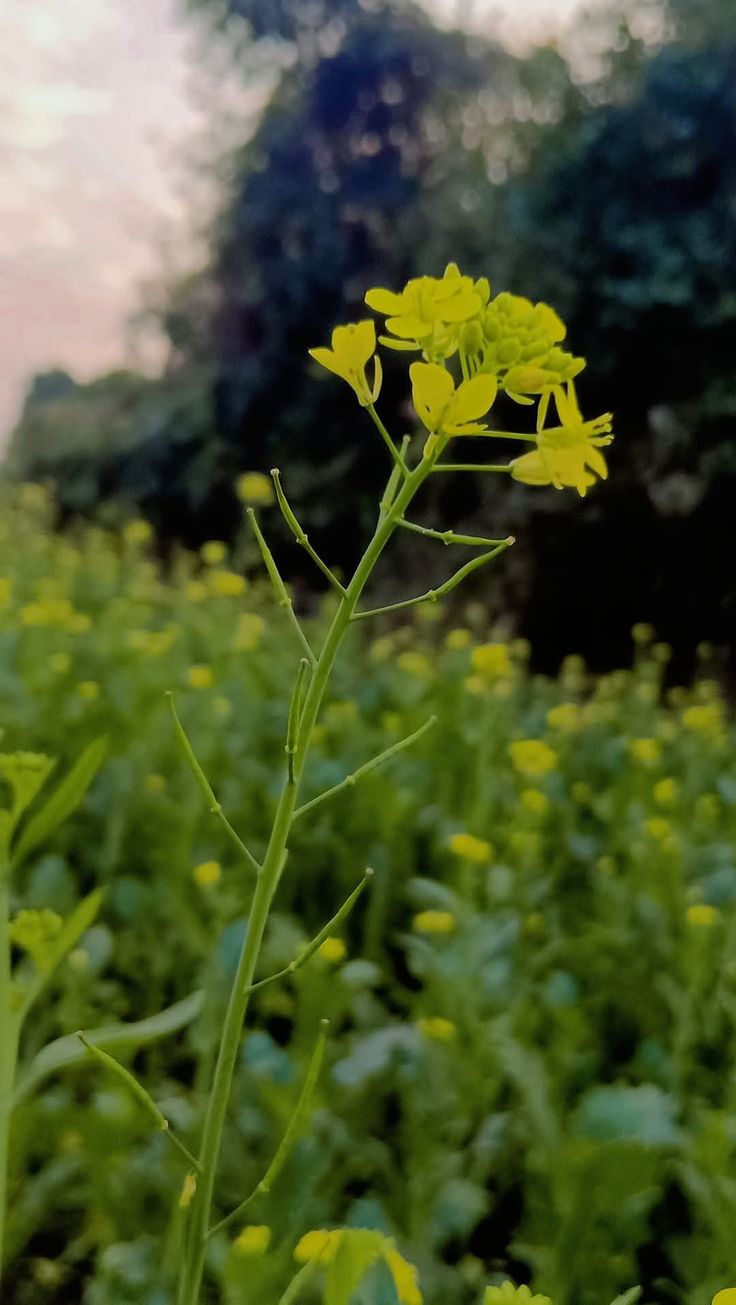 a yellow flower in the middle of a green field