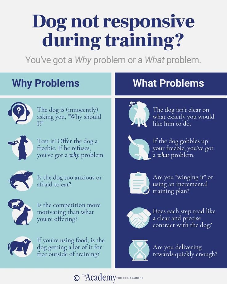 a blue and white poster with the words dog not responsible during training