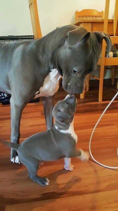 a dog is playing with another dog on the floor