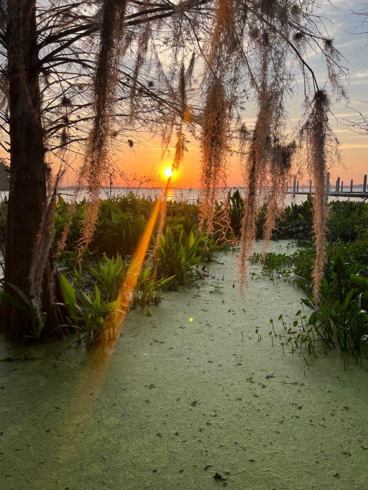 the sun is setting behind some trees and plants in front of an ocean shore line