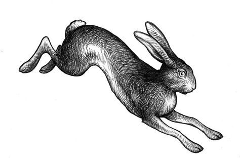 a black and white drawing of a rabbit jumping in the air with its legs spread out