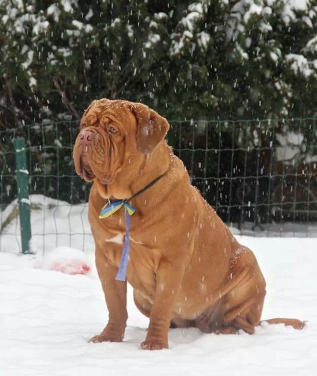 a large brown dog sitting in the snow