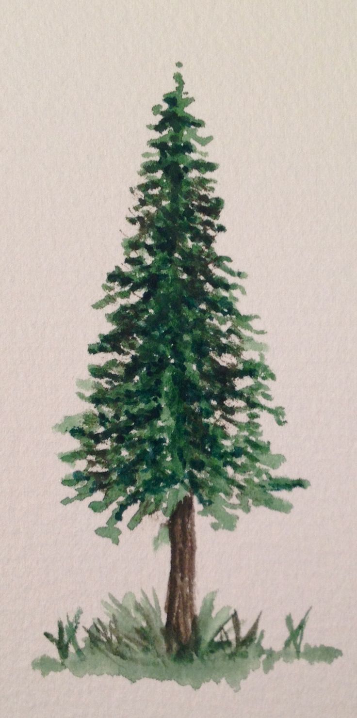 a watercolor painting of a pine tree